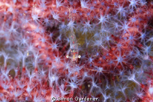 SHOT WITH NIKON D70S  WITH 50MM MACRO LENSE by Simon Gardener 